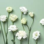 sauge blanche le guide complet pour purifier votre maison et cultiver cette plante sacree 1