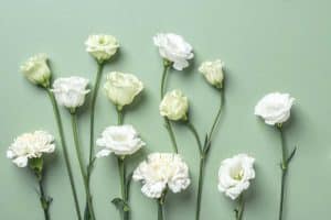 sauge blanche le guide complet pour purifier votre maison et cultiver cette plante sacree 1