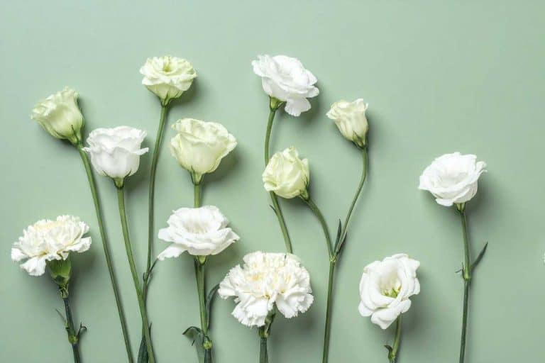 sauge blanche le guide complet pour purifier votre maison et cultiver cette plante sacree 1